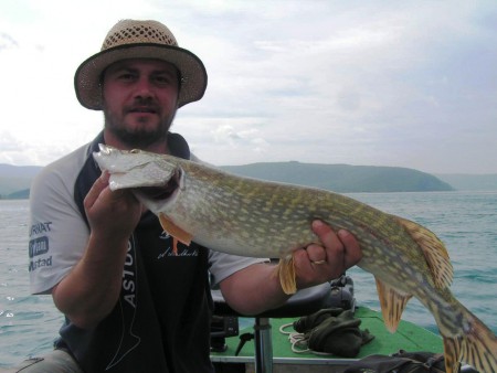 Mr esox
